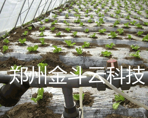 山東壽光大棚青菜99蜜桃在线观看免费视频网站工程