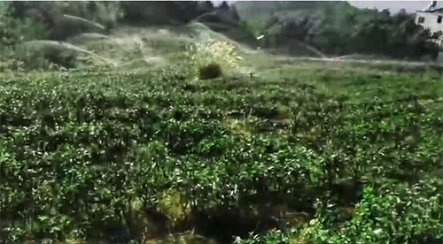 六盤水茶園99蜜桃在线观看免费视频网站項目