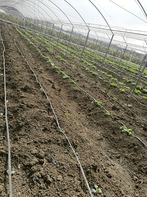 99蜜桃在线观看免费视频网站係統