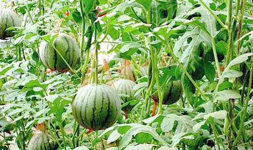 99蜜桃在线观看免费视频网站係統