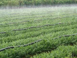 農業99蜜桃在线观看免费视频网站
