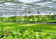 99蜜桃在线观看免费视频网站